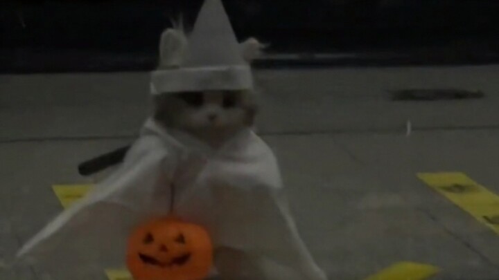 ยิ่งแมวแปลก ยิ่งคนรัก