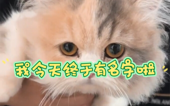 วันนี้ฉันได้ชื่อแล้ว! ตอนนี้ฉันยังตัวเล็กอยู่เลย แต่พอโตขึ้นคงจะดูดีนะ!