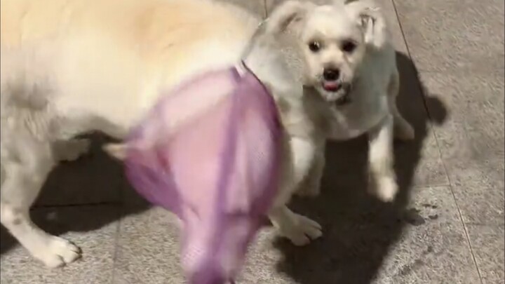 The taste of summer—only dogs know! Swallow your chattering in one bite!