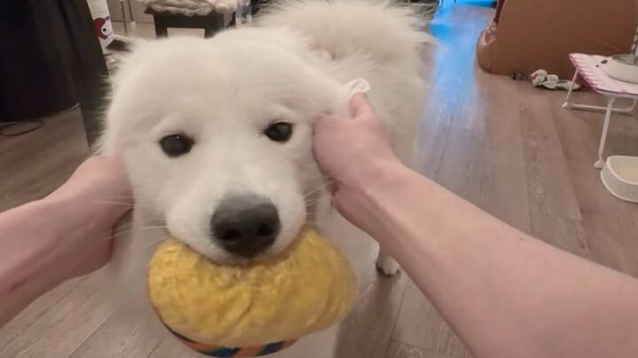Puppy alarm clock, punctual every time