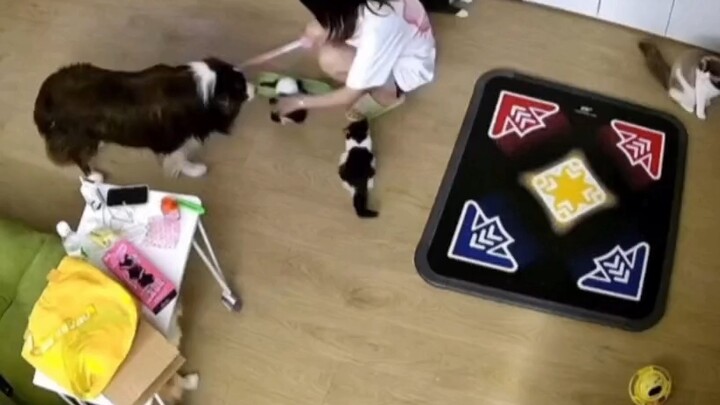 猫:狗贼，休伤吾主