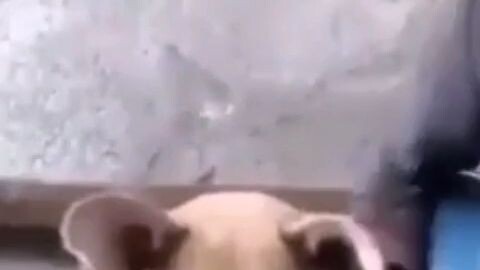 ada  yg tw jdul lagu nya ??