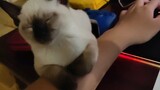 Tôi đã tạo ra một con mèo trên cơ thể mình khi đang chơi với máy tính. Điều đó thật quá đáng.