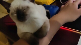 I developed a cat on my body while playing with the computer. It’s outrageous.