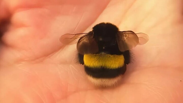 I really want to pet this chubby little bumblebee! So cute and capable~