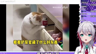 Cô gái Nhật Bản tự nhiên xem "Khoảnh khắc xấu hổ khi chú mèo bị bắt quả tang đang làm điều xấu"