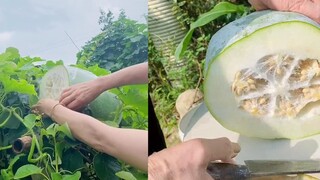 Một người phụ nữ cắt bí đao từ cánh đồng và bọc chúng trong màng bọc thực phẩm trong hai ngày trước 