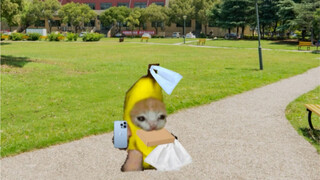 หัวหน้าหอพัก แมวกล้วย