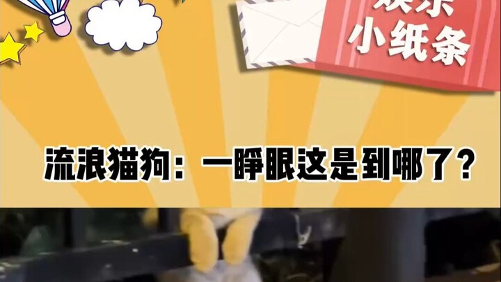 Stray cats and dogs open their eyes: Where on earth am I?