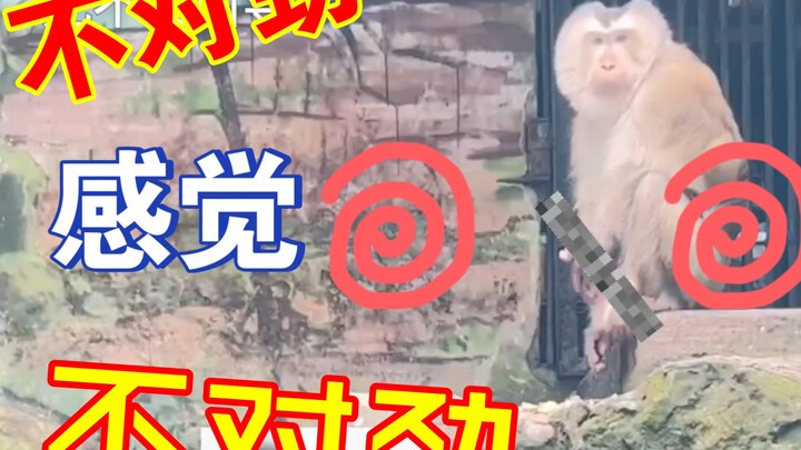 الأخ القرد عمل بجد واجتهاد طوال حياته، فما الخطأ في أن يُطلق العنان لنفسه مرة واحدة؟