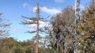 Marine One and Osprey Formation Flyover - Calabazas Park, San Jose, CA - SheppyN