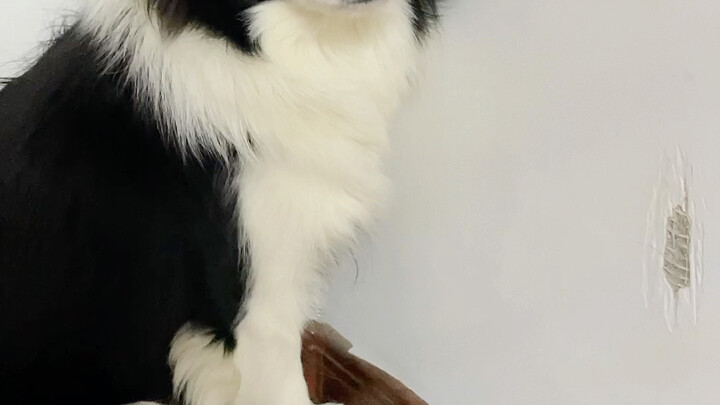 Border collie tidak merusak rumah, border collie sangat baik…