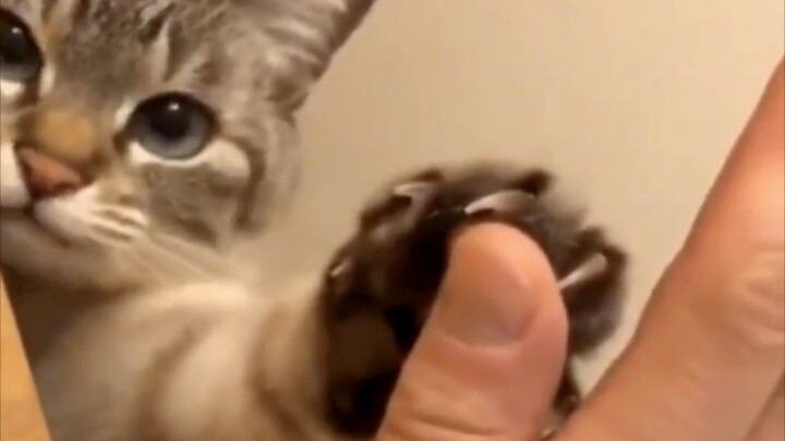 “เมี๊ยว ทำพิธีสัญญาสำเร็จแล้ว!”