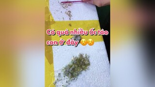 DẠO NÀY TUI ẤP TRỨNG ỐC TÁO LÊN TAY DỄ SỢ LUÔN ĐÓ 😄😄 gocsangtao foryoupage TUONGVyVy thucung ThuThachLongTieng ActingMaster2021 trending khampha