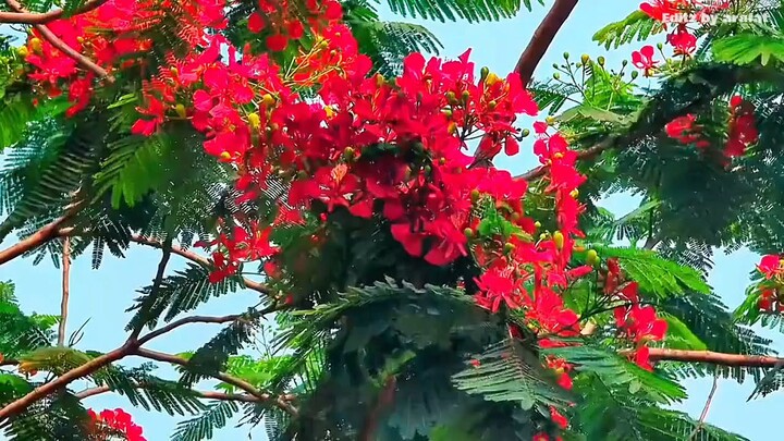 যবে ফুল গাছে মেঘ হবে, চুপ কথা জমে কাল তবে 🌸❤️‍🩹#krisnachuraful #foryoupage #flowers #viralreelsシ #