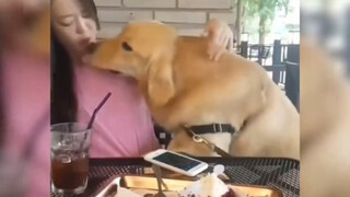 "What a cute dog... thing"