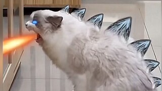 猫：不就是压迫感吗？！