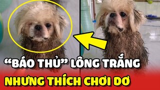 Bất lực trước các BÁO THỦ 4 chân LÔNG TRẮNG nhưng thích CHƠI DƠ 😂 | Yêu Lu