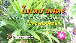 ปลูกใบเตย (ปลอดสาร) ปลูกครั้งเดียว มีกินตลอดไม่มีวันตายไม่ต้องรดน้ำ