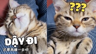 Cách kêu một bé mèo đang giả bộ ngủ thức dậy nhanh nhất | Pets TV