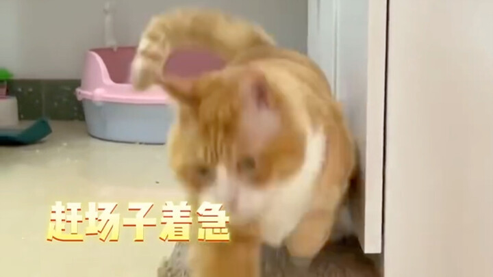 Mỗi tấm cào móng cho mèo đều có ý nghĩa riêng.