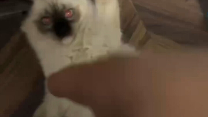 What should I do if Er Wei is stalking me?