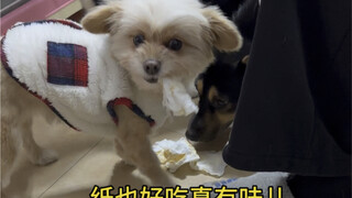 หลังจากเลี้ยงสุนัขแล้ว เวลาไปกินข้าวนอกบ้านต้องห่อกลับมาบ้าง