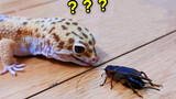 Saat Tokek Leopard Gecko Pertama Kalinya Melihat Jangkrik... Enaknya~