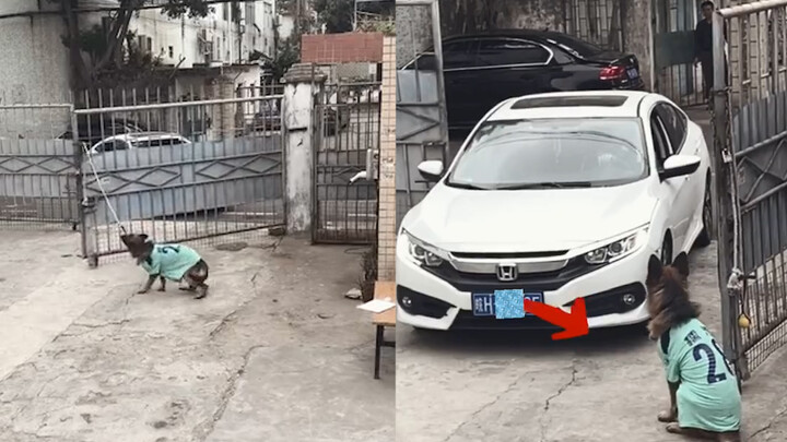 Anjingnya dengar klakson buka pintu, berikutnya mengagetkan!