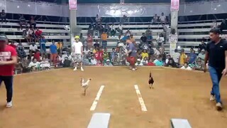 Super Domkan "Light side" "One hit - delete" - "Unscratched" - 2024 WPC 12-Stag Derby winner