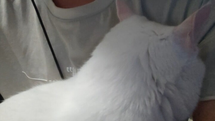 How clingy can cats really be?