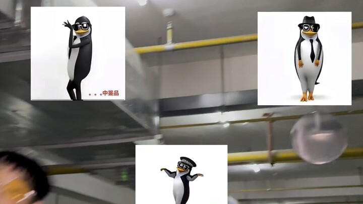 How many penguins have you come across like this? 😂 #AppreciatingPenguinDanceMoves#PenguinMemes#Aest