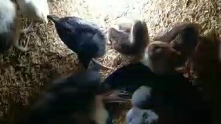 pobreng Manok