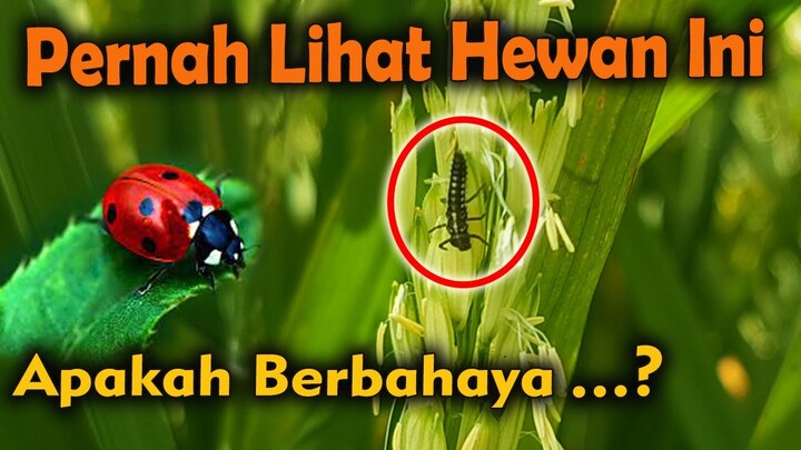MUSUH ALAMI HAMA WERENG | KUMBANG KOKSI SAHABAT PETANI