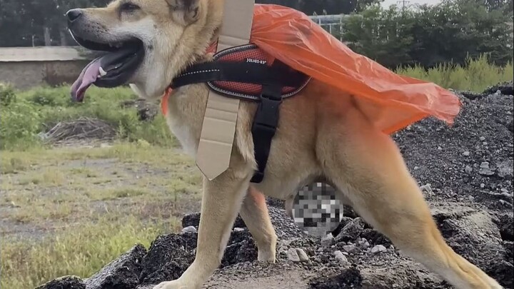 Chó xấu thì tôi gặp nhiều rồi, nhưng chó xấu đến thế này thì tôi mới gặp lần thứ hai.