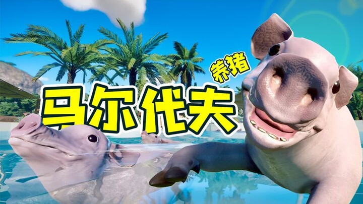 มาเลเซียเลี้ยงหมู นี่แหละชีวิต!