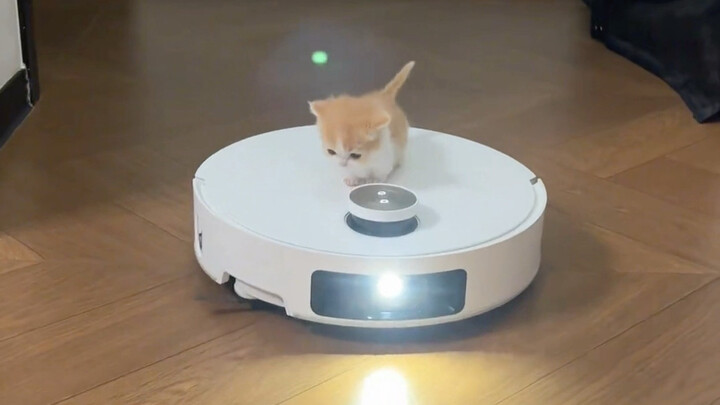 A little cat came to my home!