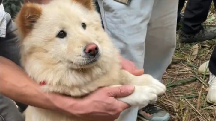 “Di Guangxi, bahkan anjing pun ikut pergi berziarah”