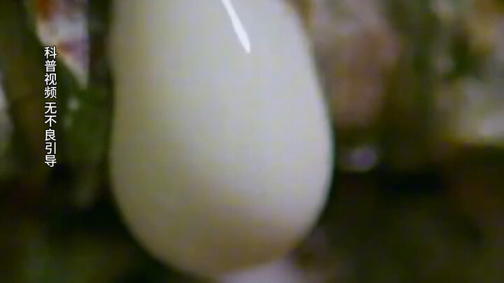 Should I run when I see this? Don’t be stupid and touch these “hairy caterpillars” in the sea—they’l