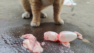 Animal | Orange Cat Eating Fish Guts