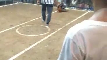 3 cock derby again 3rd fight win