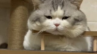ลูกแมวไม่มีอะไรผิดปกติ แค่หัวมันใหญ่ขึ้นนิดหน่อย...