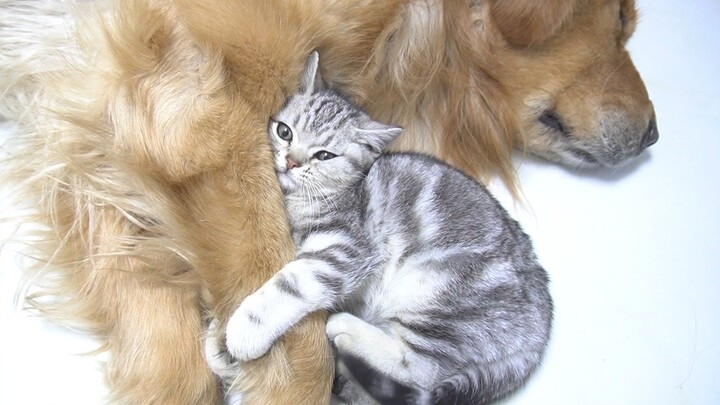 Aku tidak peduli, aku tetap mau tidur di sebelahnya! Kucing Xiaoqi sangat manja, sangat dekat dengan
