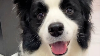 Ya Tuhan! Betapa dahsyatnya kemampuan ekspresif Border Collie! ! !