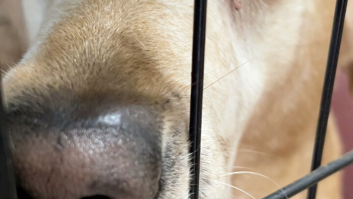 Whose big yellow dog is peeking?