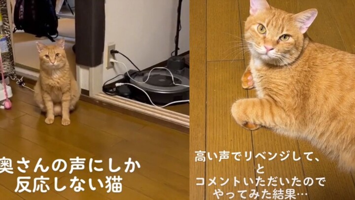 Hilarious! The tsundere cat becomes aloof when hearing his father's voice, but turns sweet when his 