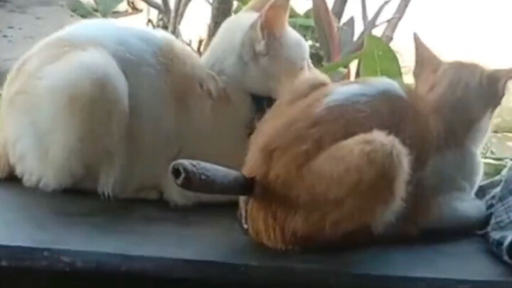 Kucing tersebut menuntut agar video tersebut segera dihapus!