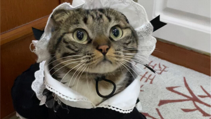 “สาวใช้น้อยอยู่เป็นเพื่อนฉันในวันเทศกาล”