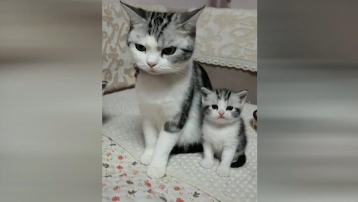 Super Cute Baby Kittens