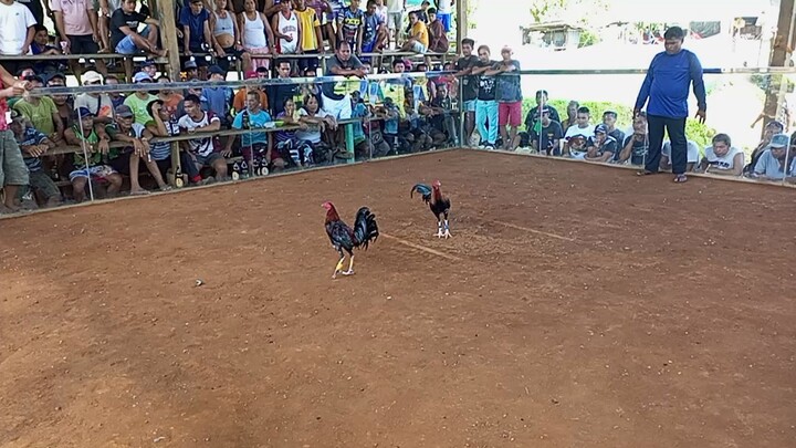 hackfight..panalo po yung atin alimbuyugin.